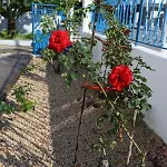 Rhodes Town Garden